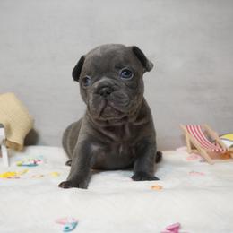 George - Blue male French Bulldog puppy in Citrus Heights, California from Cali Rooted Bullyz