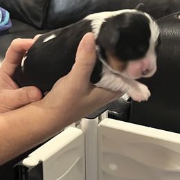 Cosmo - Tri-color male Cavalier King Charles Spaniel puppy in Eatontown, New Jersey from NJ Cavalier King Charles Breeder