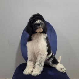 Breezy (Orange) - Parti male Labradoodle puppy in Plainfield, New Jersey from Caris Paws Poodles and Labradoodles