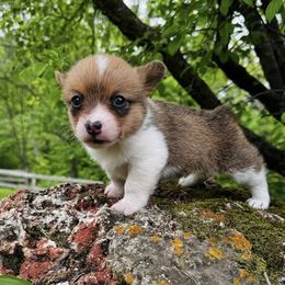 Pembroke Welsh Corgi Puppies from Lake Pepin Corgi's