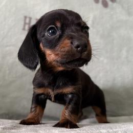 Ramen - Black and tan male Dachshund puppy in Venice, Florida from JD’s Weiner-Wonderland