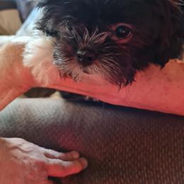 Boy 3----Blackie - Black male Shih Tzu puppy in Bethlehem, Pennsylvania from Cinnamon's Shih Tzus