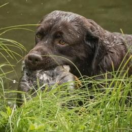 Labrador Retrievers from SecretWinn Labradors