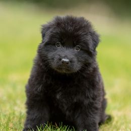German Shepherd Puppies from Crescent Lake Shepherds