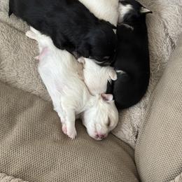 Chihuahua Puppies from Wild Mountain Chihuahuas