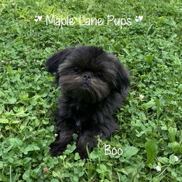 Boy 1 - male Shih Tzu puppy in Marion, Michigan from Maple Lane Pups
