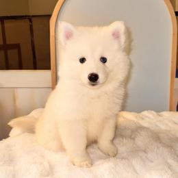 Apollo - White male Pomsky puppy in Lincoln, Nebraska from Blue Heaven Pomsky