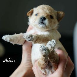 White collar male - Liver and white male Shihpoo puppy in Williamsville, New York from Nell’s Doodle & Dolls