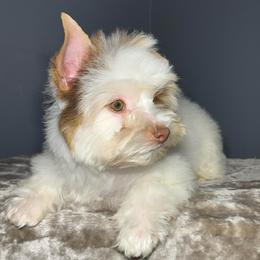 Luke Skywalker - Parti male Yorkshire Terrier puppy in Los Angeles, California from 818 Yorkies