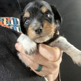 Sooty - Piebald male Dachshund puppy in Bigfork, Minnesota from Dachshunds Up North