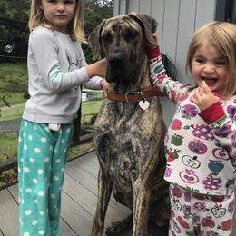 Great Dane Puppies from Paxton Great Danes