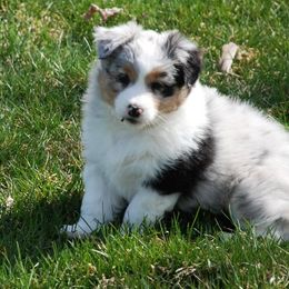 Australian Shepherds and Pembroke Welsh Corgis from Tyler Shupe's Australian Shepherds and Pembroke Welsh Corgis