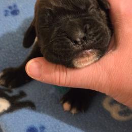Georgia - Brindle female Boxer puppy in Evans, Georgia from Kimberly's Boxers