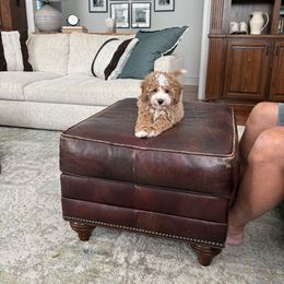 Assorted Doodle Crosses Puppies from Hippdoodranch