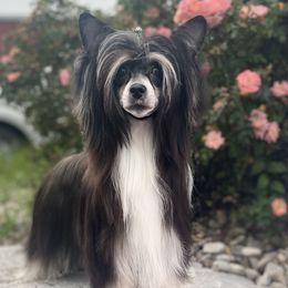 Chinese Cresteds and Yorkshire Terriers from FronkLinn Kennel