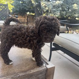 Labradoodle Puppies from Jazzy's Doodles