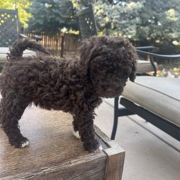 Labradoodle Puppies from Jazzy's Doodles