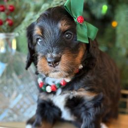 Paisley - Tri-color female Bernedoodle puppy in Yuciapa, California from AlltheDoodlez_