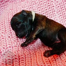 Gilly - Fawn female Belgian Malinois puppy in Baltimore, Maryland from Abenteurer German Shepherds & Belgian Malinois