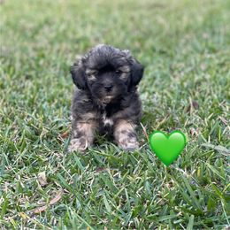 Miniature boy 2 - Brown male Schnoodle puppy in Bay City, Texas from Billy Cunningham