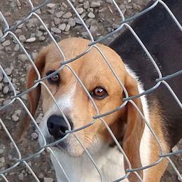 Star - Beagle