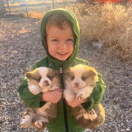 Pembroke Welsh Corgi Puppies from Shells’ Corgis