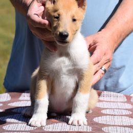 Travis - Sable and white male Collie puppy in North Carolina from Sunway Kennels