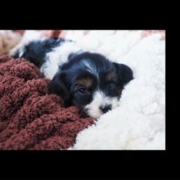 Harry Potter - Tri-color male Cavapoo puppy in Battle Lake, Minnesota from Panda Puppies