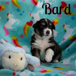 Bard - Black tri-color female Australian Shepherd puppy in Benton City, Washington from Eventide Australian Shepherds