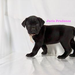 Cane Corso Puppies from Prestigious K9