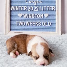 American Corgi and Pembroke Welsh Corgi Puppies from Whimsical Treasure Corgis
