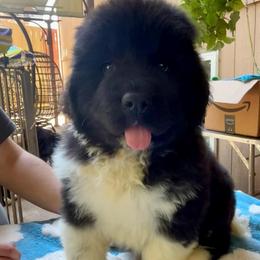 Girl Pink - Black female Newfoundland puppy in Marysville, Washington from Black Lions Newfoundlands