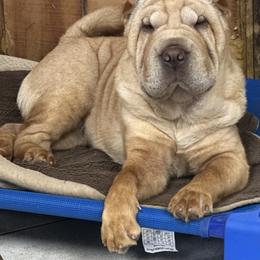 Chinese Shar-Pei Puppies from Blackwitch Farms