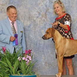 Affenpinschers and Rhodesian Ridgebacks from Tamari Affenpinchers and Oakhurst Rhodesians