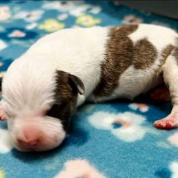 Blaze - Fawn brindle male American Staffordshire Terrier puppy in Clintwood, Virginia from SkyBlue Kennel