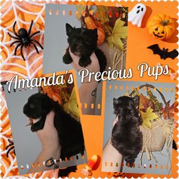 KBKB MALE - Chocolate and tan male Yorkshire Terrier puppy in Wartburg, Tennessee from Amanda's Precious Pups