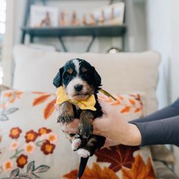 Toffee - Tri-color male Bernedoodle puppy in Murray, Utah from Sun Valley Doodles