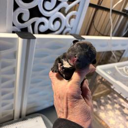 Rupert - Brindle and white male French Bulldog puppy in Neenah, Wisconsin from Mimosa Acres French Bulldogs LLC