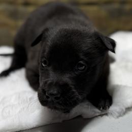 Sky - Gold brindle female Dutch Shepherd puppy in Watertown, Connecticut from APACHEK9