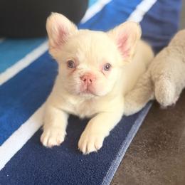Polar - White male French Bulldog puppy in Puyallup, Washington from Frenchie Frenzzie Fluffy French Bulldogs