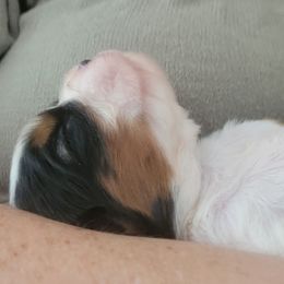 Cavalier King Charles Spaniel Puppies from Duchess Cavaliers