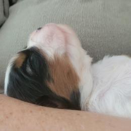 Cavalier King Charles Spaniel Puppies from Duchess Cavaliers