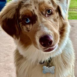 Australian Shepherd All Grown Up from Cobler Farms