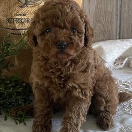 Iris - Red  female Poodle puppy in Lagrange, Indiana from Heavn Sent Acres