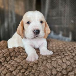 Lilly - Red and white female Basset Hound puppy in Lone Jack, Missouri from Wee Little Bassets