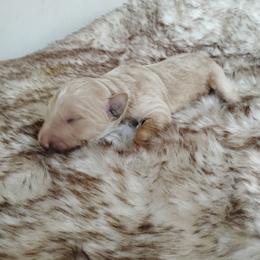 Boy 4 - Cream male Goldendoodle puppy in Apache Junction, Arizona from Loving Doodle