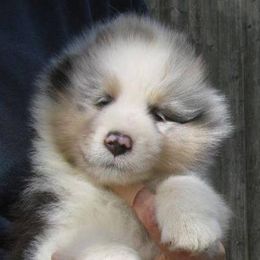 Shetland Sheepdog Puppies from Sunaire Shelties