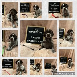 German Shorthaired Pointer Puppies from QuietStorm German Shorthaired Pointers Reg.