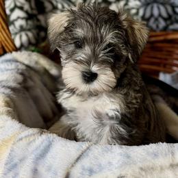 Opal - Salt and pepper female Miniature Schnauzer puppy in Frankford, Delaware from Miniature Schnauzers of Delmarva