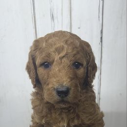 Female 2 - Red  female Poodle puppy in Mississippi from Ewing Acres